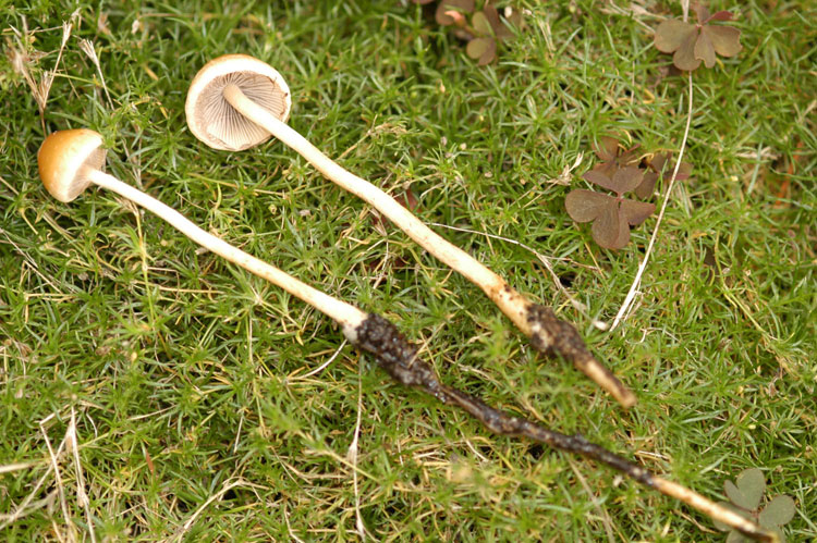 Stropharia semigloboides